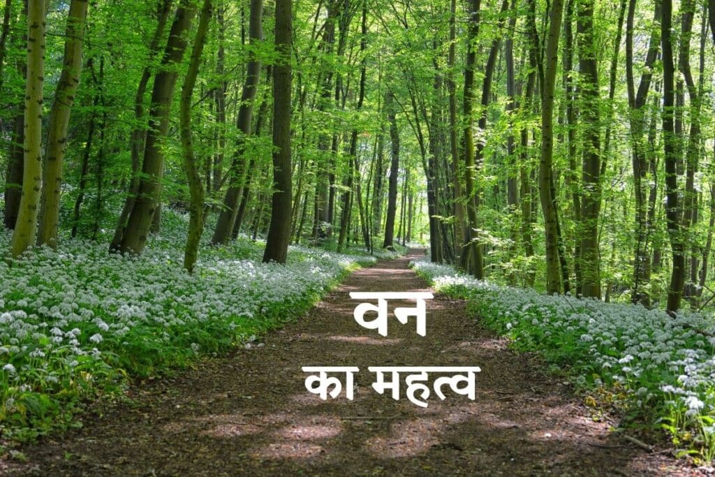 जंगल का महत्त्व हिंदी में